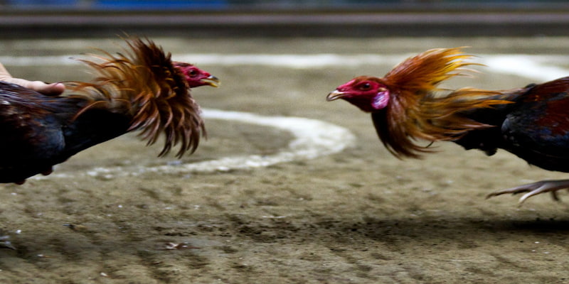 Sức hút không thể chối từ của đá gà QH88