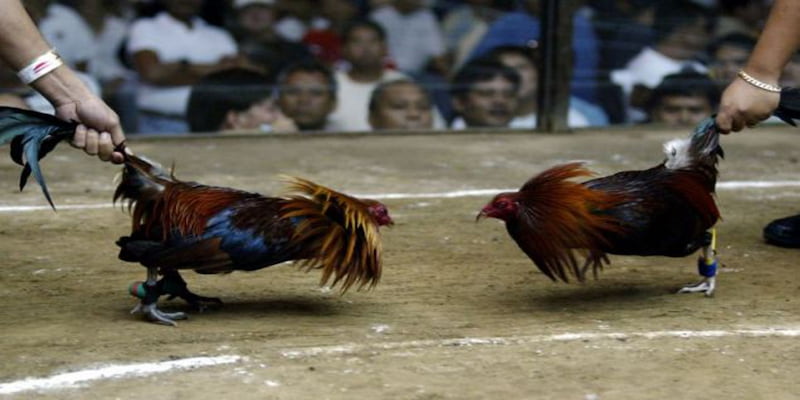 Ưu điểm vượt trội của đá gà QH88